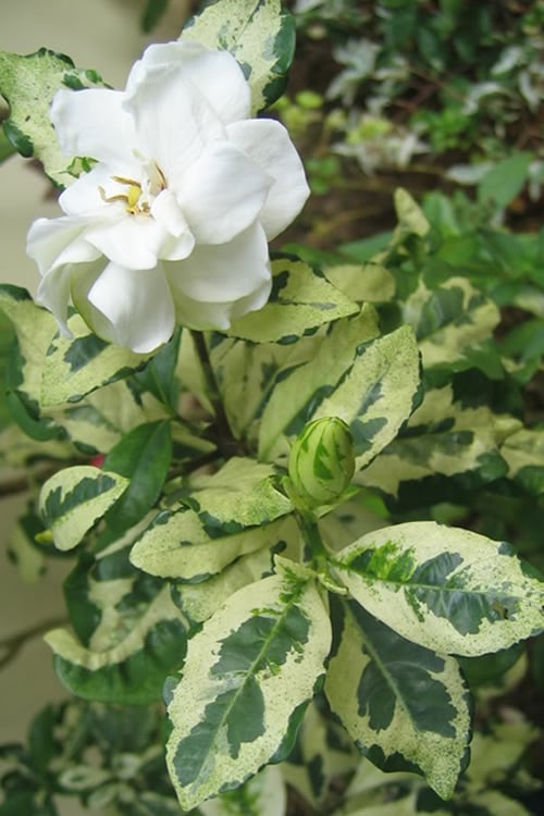  Variegated August Beauty Gardenia - 3 Gallon Pot