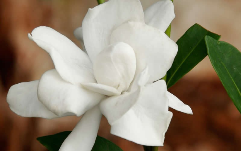  Jubilation Gardenia - 1 Gallon Pot