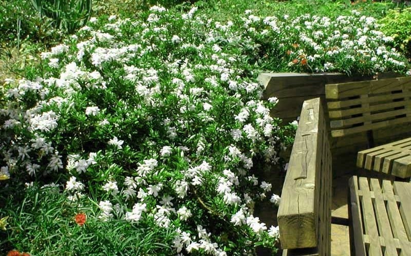  Radicans Creeping Dwarf Gardenia - 1 Gallon Pot