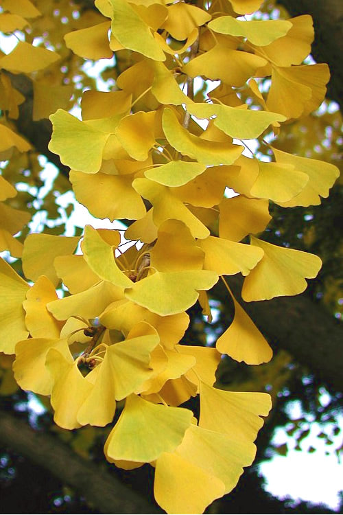 Sky Tower Ginkgo Maidenhair Tree (Male) - 3 Gallon Pot