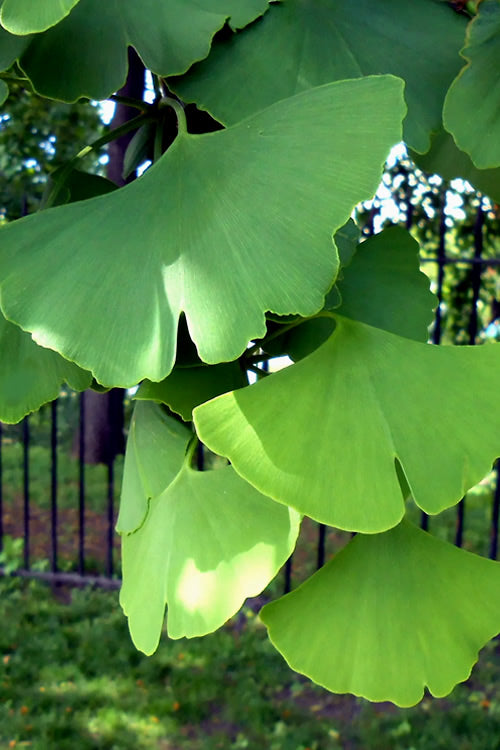  Ginkgo Maidenhair Tree (Male) - 3 Gallon Pot (3-4')