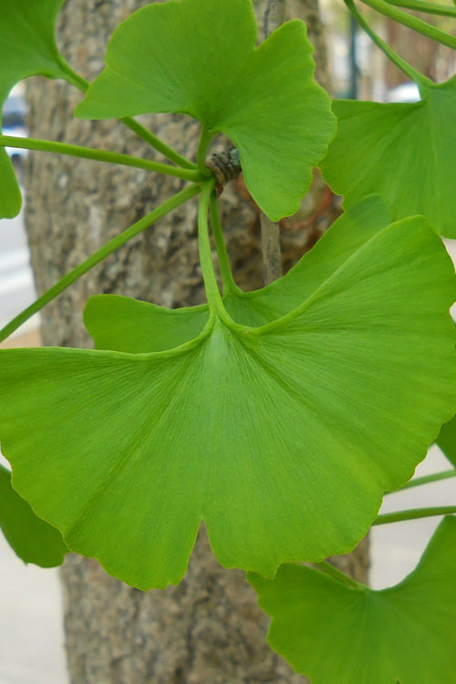  Ginkgo Maidenhair Tree - 5 Gallon Pot