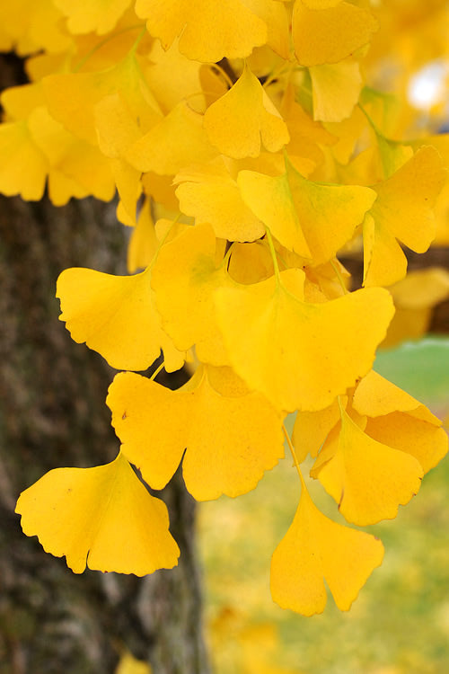  Ginkgo Maidenhair Tree (Male) - 3 Gallon Pot (3-4')