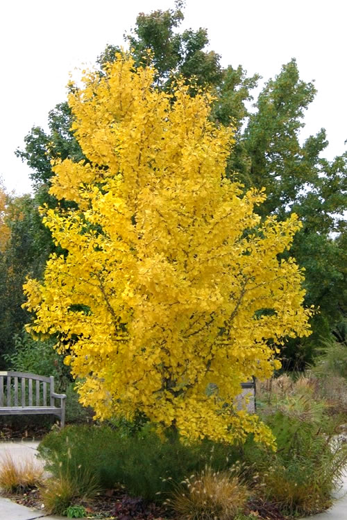  Ginkgo Maidenhair Tree (Male) - 3 Gallon Pot (3-4')