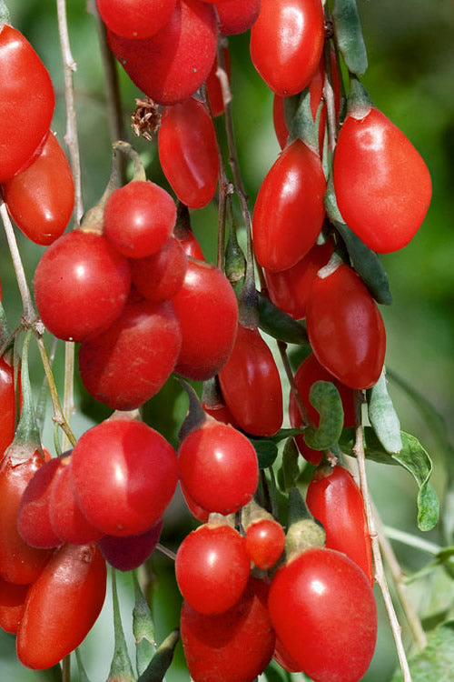  Goji Berry Plant - Lycium Barbarum - 1 Gallon Pot
