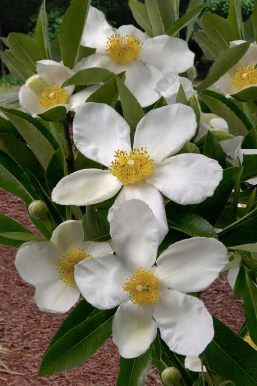  Sweet Tea Mountain Gordlinia - 3 Gallon Pot