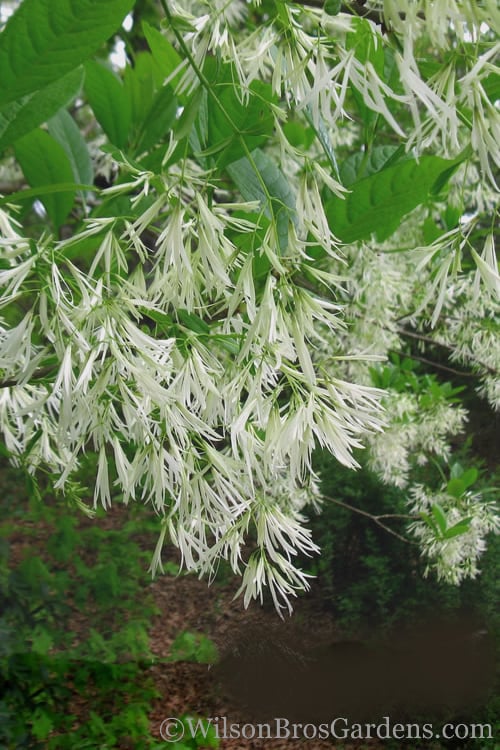  Grancy Graybeard - White Fringe Tree - 3 Gallon Pot