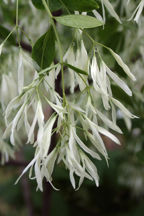  Grancy Graybeard - White Fringe Tree - 3 Gallon Pot