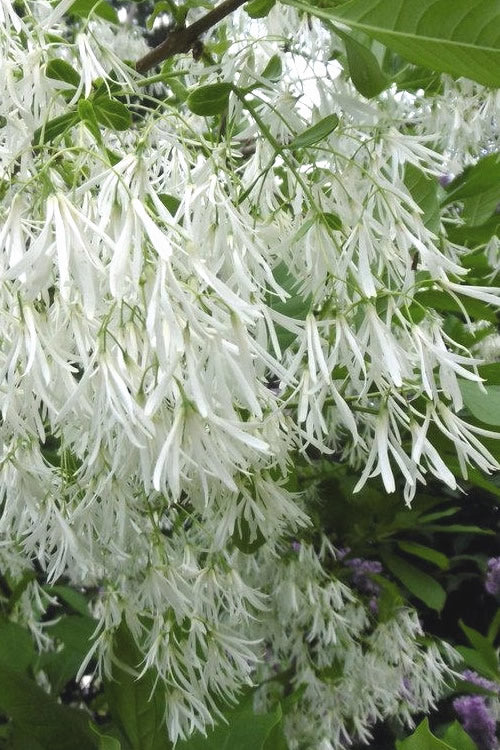  Grancy Graybeard - White Fringe Tree - 3 Gallon Pot