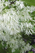  Grancy Graybeard - White Fringe Tree - 3 Gallon Pot