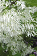  Grancy Graybeard - White Fringe Tree - 3 Gallon Pot