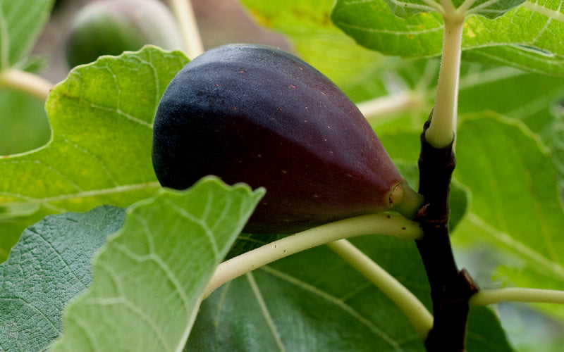  Black Mission Fig Tree - 1 Gallon Pot