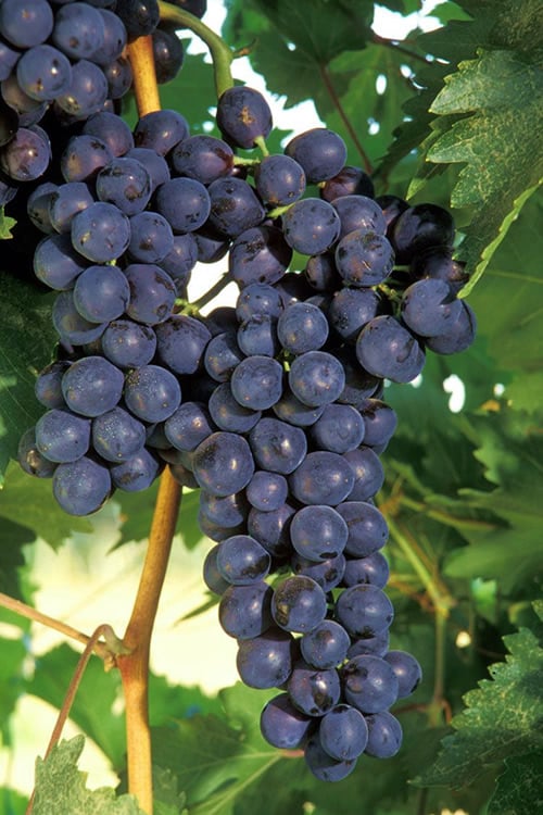  Concord Grape Vine - 3 Gallon Pot 