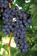  Concord Grape Vine - 1 Gallon Pot