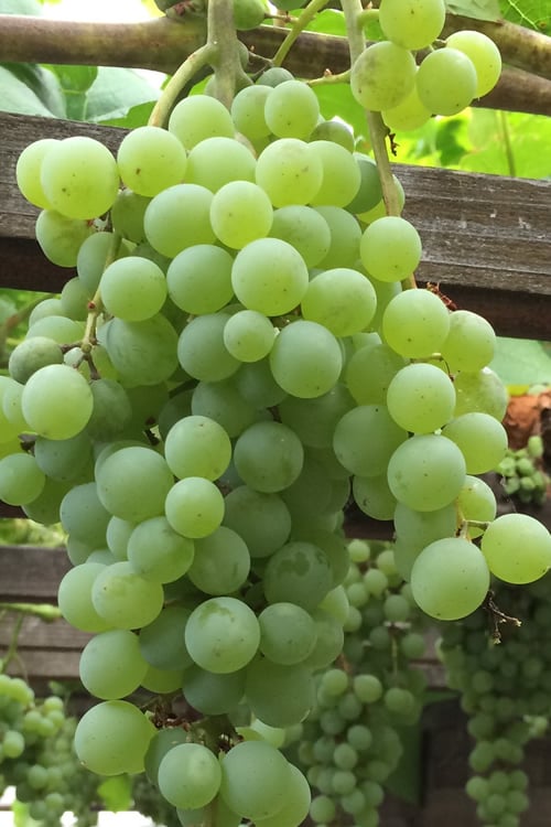  Himrod Seedless Grape Vine - 2 Gallon Pot