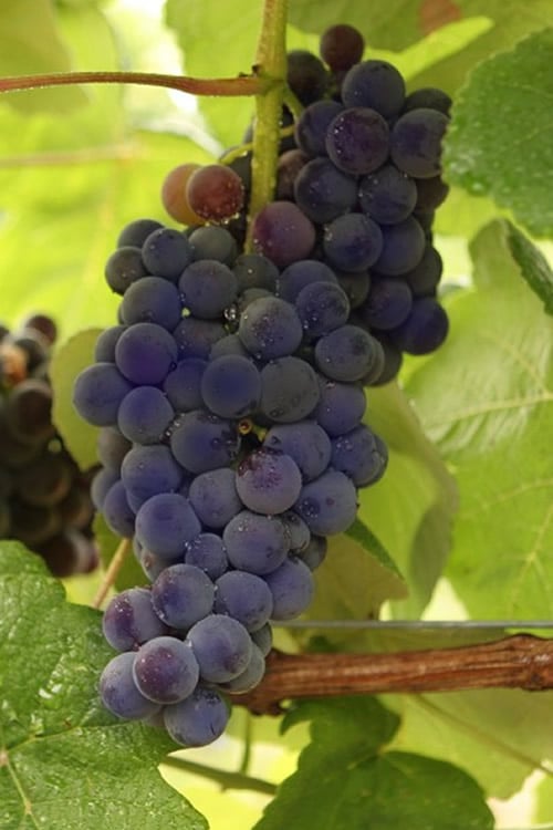  Mars Seedless Grape - 1 Gallon Pot