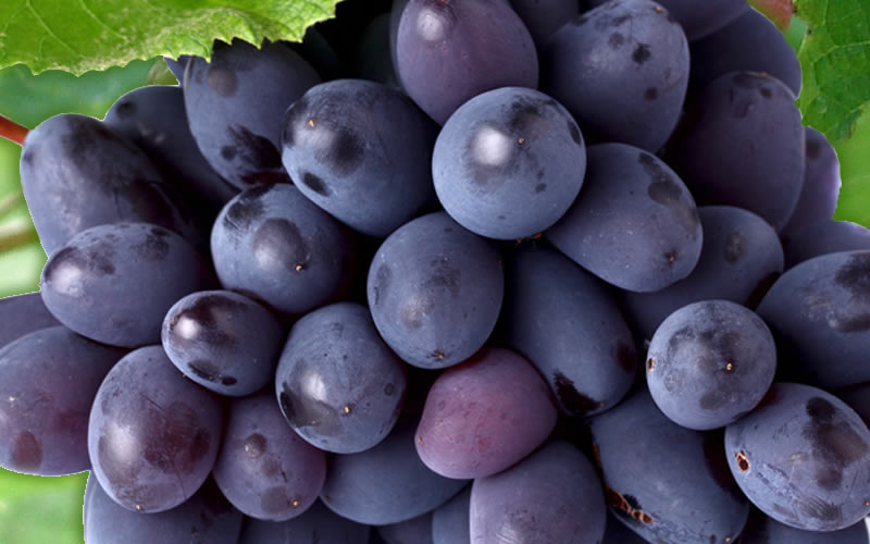  Mars Seedless Grape - 1 Gallon Pot