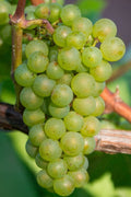  Niagara Seedless Grape Vine - 1 Gallon Pot