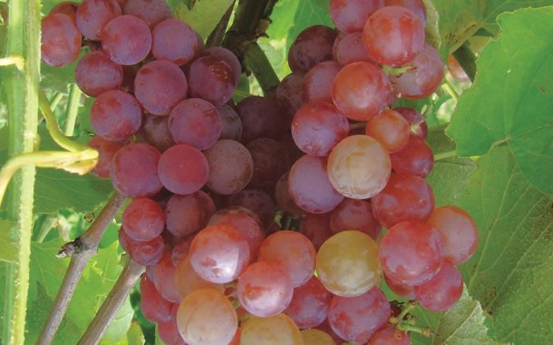  Reliance Red Seedless Grape Vine - 1 Gallon Pot