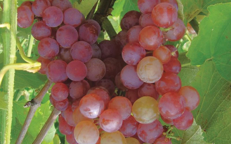  Reliance Red Seedless Grape Vine - 1 Gallon Pot