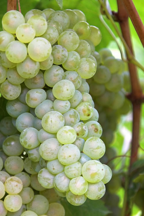  Thompson Seedless Grape Vine - 1 Gallon Pot