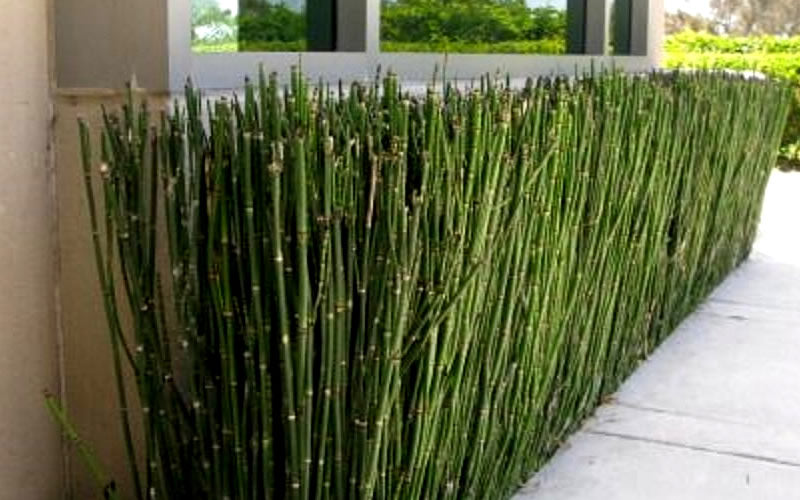  Horsetail Reed Grass - Equisetum Hyemale - 6 Pack Of 1 Gallon Pots