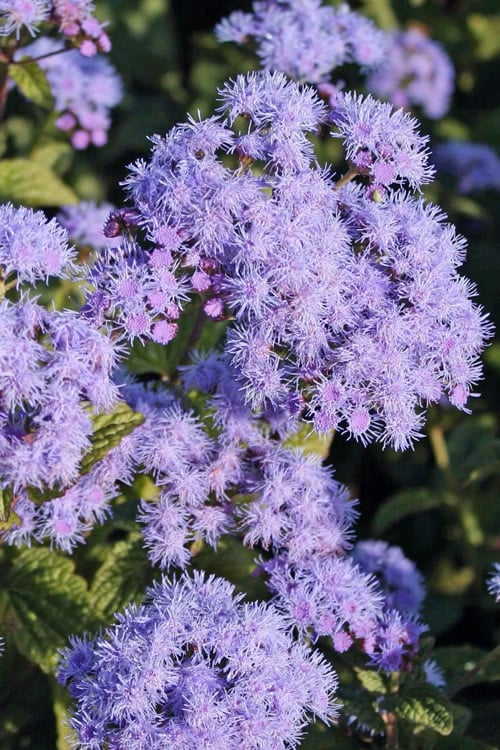  Hardy Ageratum (Blue Mistflower) - 1 Gallon Pot