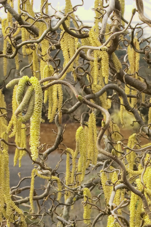  Harry Lauder's Walking Stick - Corylus Avellana 'Contorta' - 2 Gallon Pot