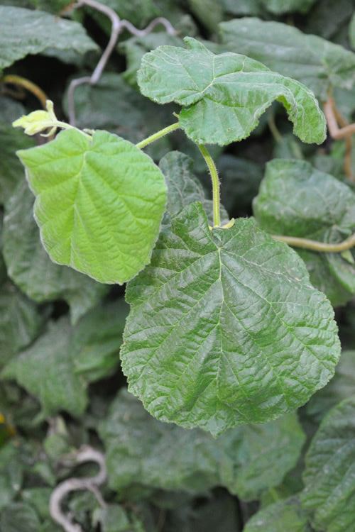  Harry Lauder's Walking Stick - Single Trunk (Corylus Avellana 'Contorta') - 5 Gallon Pot