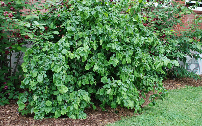  Harry Lauder's Walking Stick - Corylus Avellana 'Contorta' - 2 Gallon Pot