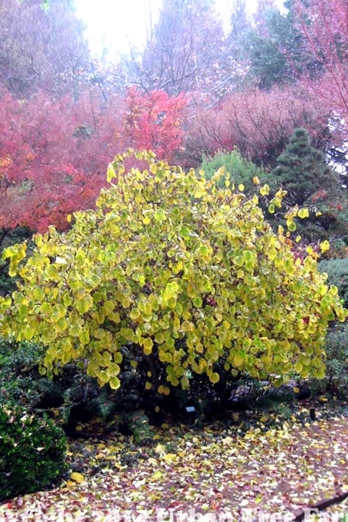  Harry Lauder's Walking Stick - Corylus Avellana 'Contorta' - 2 Gallon Pot