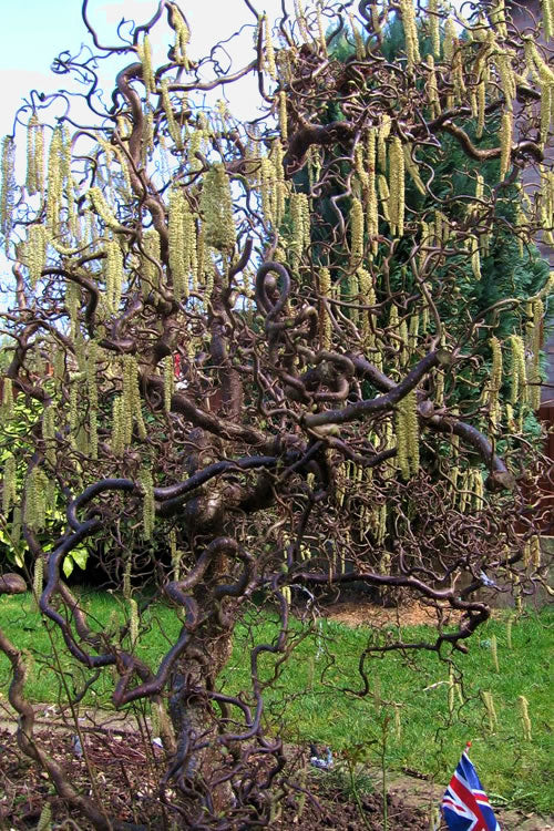  Harry Lauder's Walking Stick - Single Trunk (Corylus Avellana 'Contorta') - 5 Gallon Pot