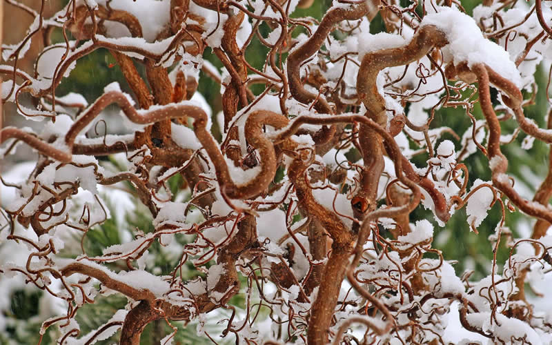  Harry Lauder's Walking Stick - Corylus Avellana 'Contorta' - 2 Gallon Pot