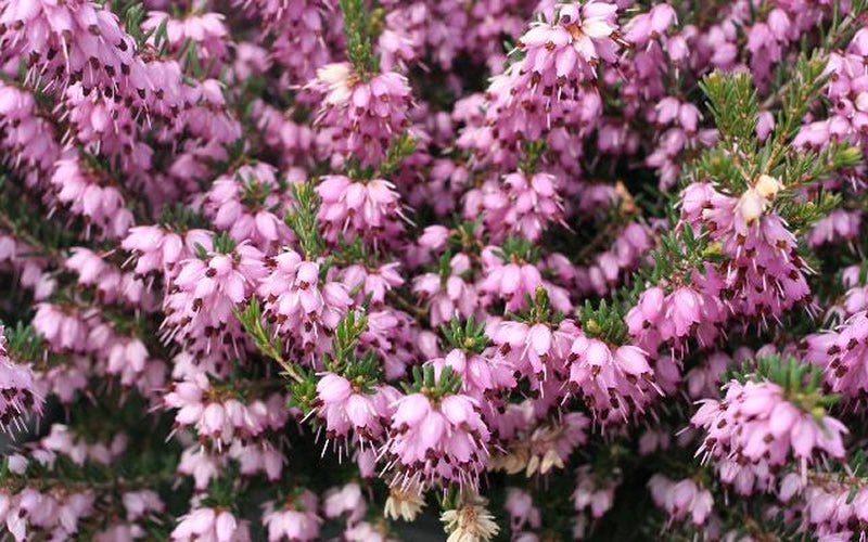  Mediterranean Pink Winter Heath (Erica Darleyensis) - 6 Pack Of 1 Gallon Pots
