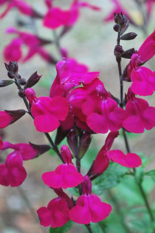  Heatwave Brilliance Salvia (Sage) - 1 Gallon Pot
