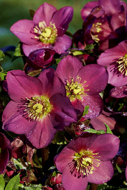  Ice N' Roses 'Red' Helleborus (Lenten Rose) - 1 Gallon Pot