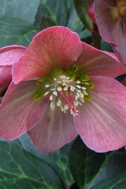  Merlin Helleborus (Lenten Rose) - 1 Gallon Pot