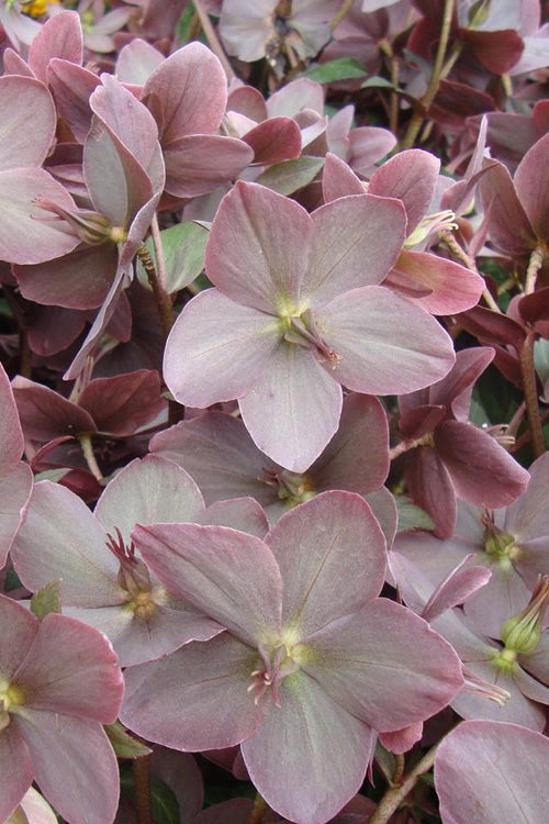 Merlin Helleborus (Lenten Rose) - 1 Gallon Pot
