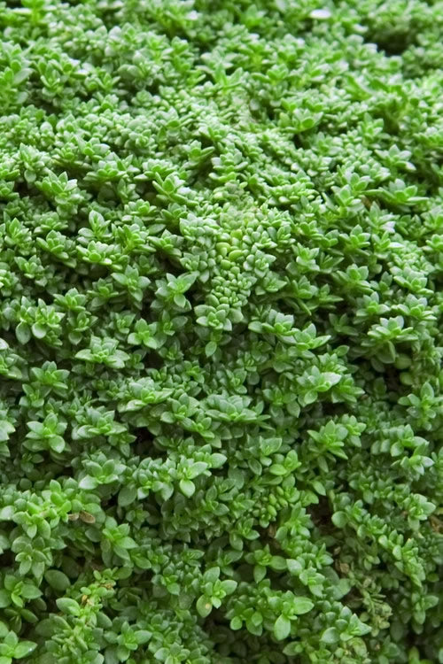  Dwarf Rupturewort Green Carpet - Herniaria Glabra - 5 Pack Of Pint Pots