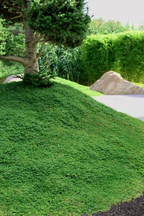  Dwarf Rupturewort Green Carpet (Herniaria Glabra) - 10 Pack Of Pint Pots