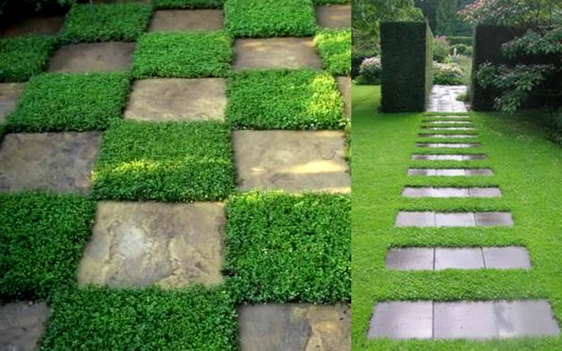  Dwarf Rupturewort Green Carpet - Herniaria Glabra - 5 Pack Of Pint Pots