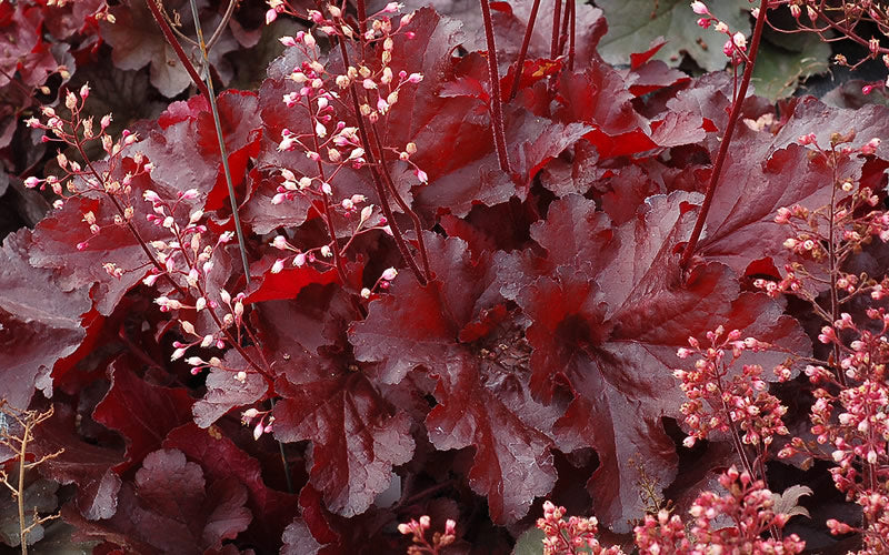  Forever Red Heuchera - Coral Bells - 1 Gallon Pot