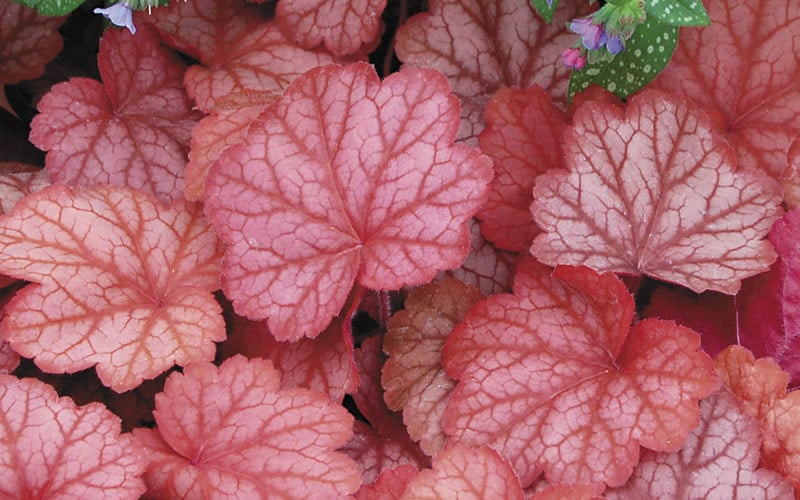  Georgia Peach Heuchera (Coral Bells) -3 Pack Of Quart Pots