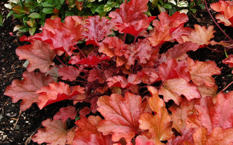  Peach Crisp Heuchera (Coral Bells) - 3 Pack Of Quart Pots