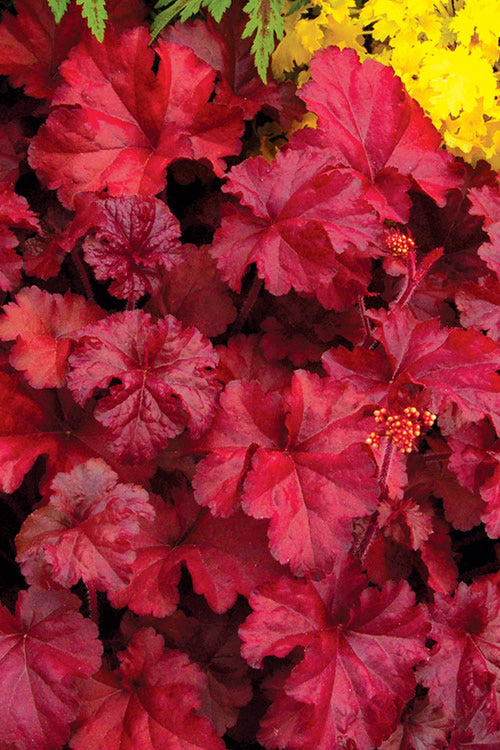  Fire Chief Heuchera (Coral Bells) - 5 Pack Of Quart Pots