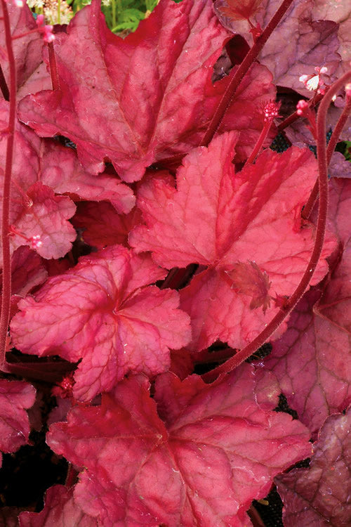  Fire Chief Heuchera (Coral Bells) - 10 Pack Of Quart Pots
