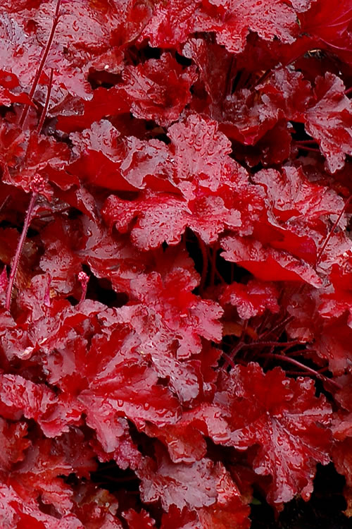  Forever Red Heuchera - Coral Bells - 1 Gallon Pot