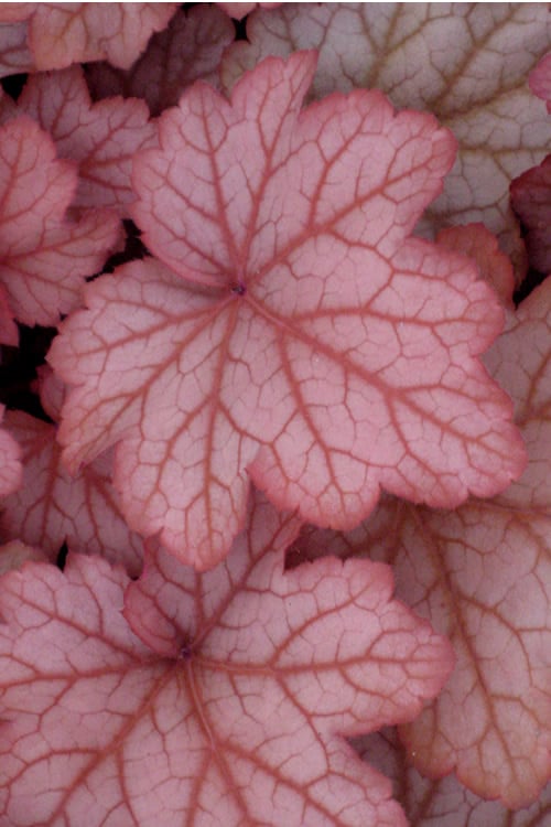  Georgia Peach Heuchera (Coral Bells) -3 Pack Of Quart Pots