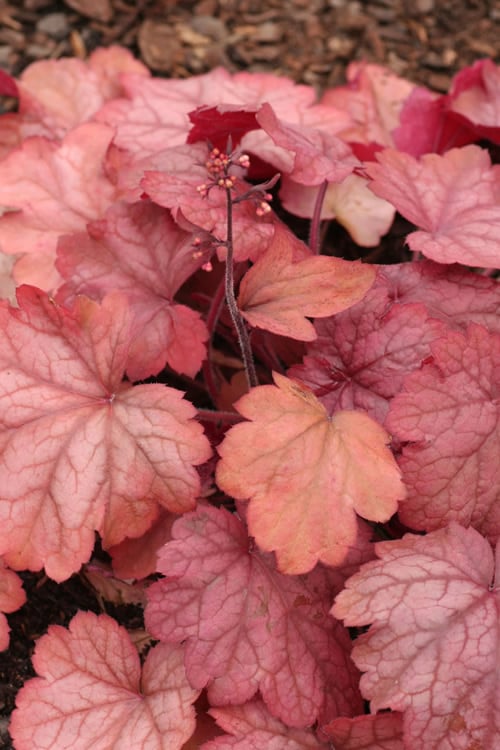  Georgia Peach Heuchera (Coral Bells) -3 Pack Of Quart Pots