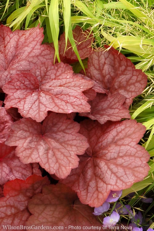  Georgia Peach Heuchera (Coral Bells) -3 Pack Of Quart Pots